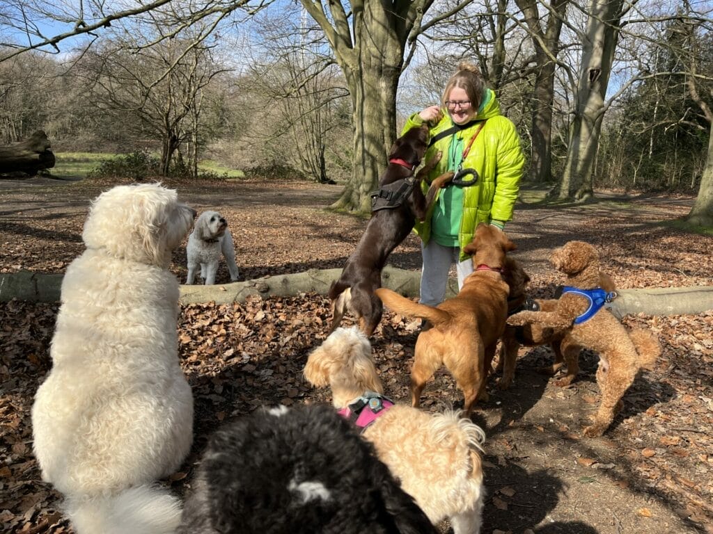 A person in a bright green jacket stands in a park surrounded by several dogs, some jumping up playfully, with trees and fallen leaves in the background.