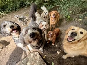 A group of nine happy dogs, of various breeds and sizes, gather outdoors on a dirt path surrounded by greenery, looking up at the camera with wagging tails and excited expressions.